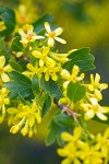 Ribes aureum