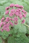 Lomatium columbianum