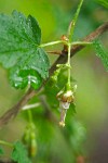 Straggly Gooseberry blossom & foliage detail