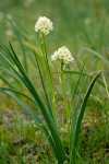 Zigadenus venenosus