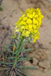 Pale Wallflower