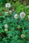 Ball-head Waterleaf