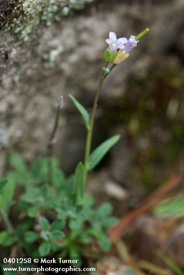 Arabis microphylla