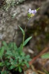 Little-leaf Rockcress