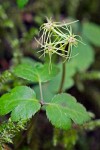 Cut-leaved Goldthread