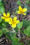 Viola sempervirens