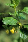 Lonicera involucrata