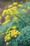 Gray's (Pungent) Desert Parsley blossoms & foliage detail