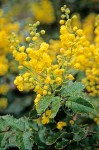 Shining Oregon Grape blossoms & foliage