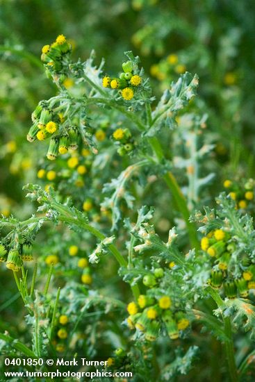 Senecio vulgaris