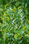 Common Butterweed blossoms & foliage