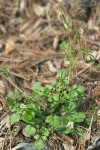 Hairy Bittercress