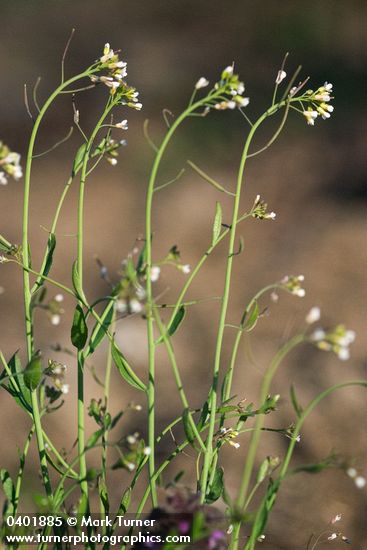 Arabidopsis thaliana