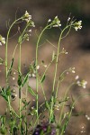 Thale Cress blossoms & stems