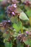 Lamium purpureum