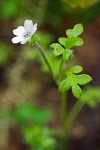 Meadow Nemophila blossom & foliage detail