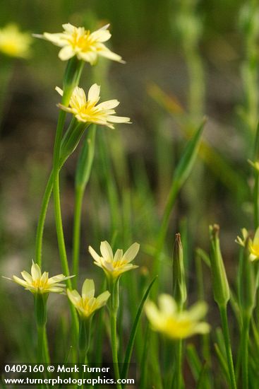 Uropappus lindleyi (Microseris lindleyi)