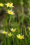 Uropappus lindleyi