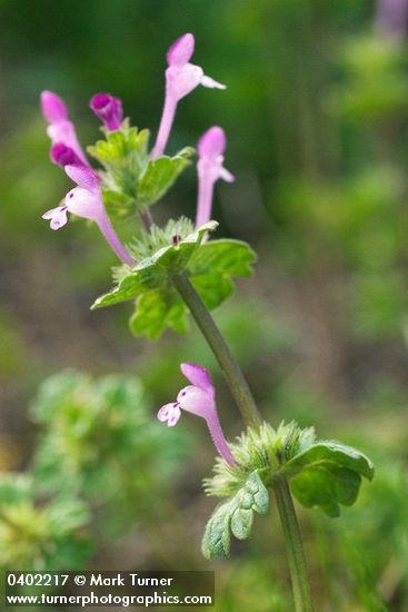 Lamium amplexicaule