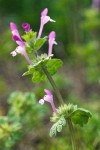 Clasping Henbit blossoms & foliage