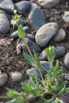 Jagged Chickweed