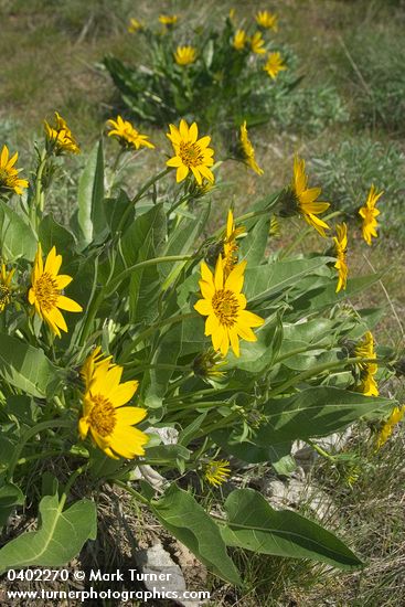 Balsamorhiza careyana