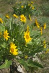 Balsamorhiza careyana