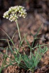 Lomatium gormanii