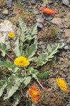 Balsamorhiza rosea