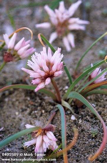 Allium robinsonii