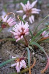Allium robinsonii