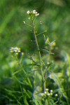 Shepherd's Purse blossoms & immature seeds