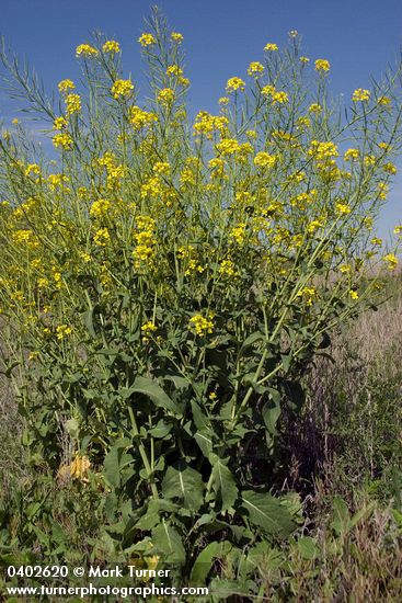 Brassica rapa (B. campestris)