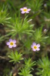 Baby Stars blossoms & foliage detail