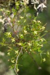 Galium porrigens