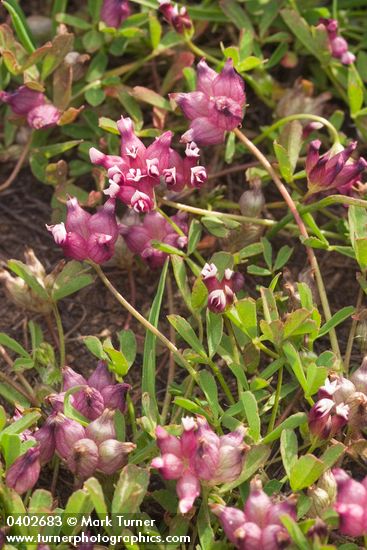 Trifolium depauperatum