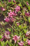 Poverty Clover blossoms & foliage detail