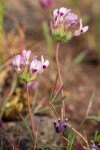 Trifolium variegatum