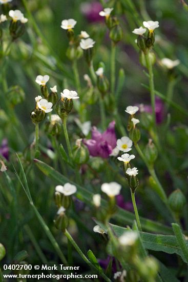 Minuartia douglasii