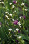 Douglas Sandwort