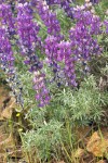 Whiteleaf Lupine