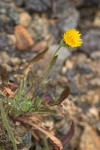 Agoseris apargioides