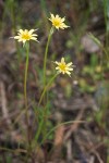 Microseris laciniata