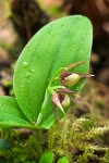 Cypripedium fasciculatum