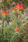 Castilleja applegatei ssp. pinetorum