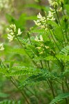 Astragalus umbraticus