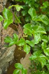 Toxicodendron diversilobum