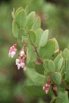 Arctostaphylos viscida