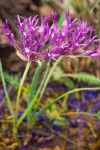 Allium falcifolium