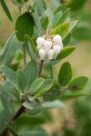 Hoary Manzanita blossoms & foliage detail